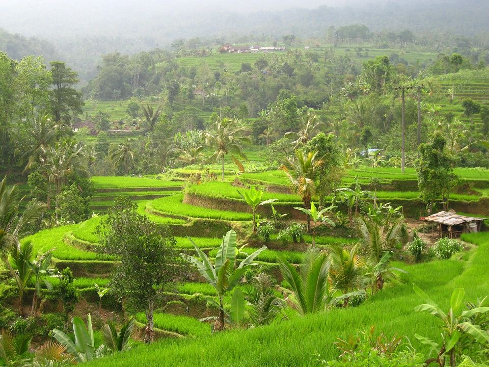 Als Frau alleine nach Bali reisen – Reisfelder