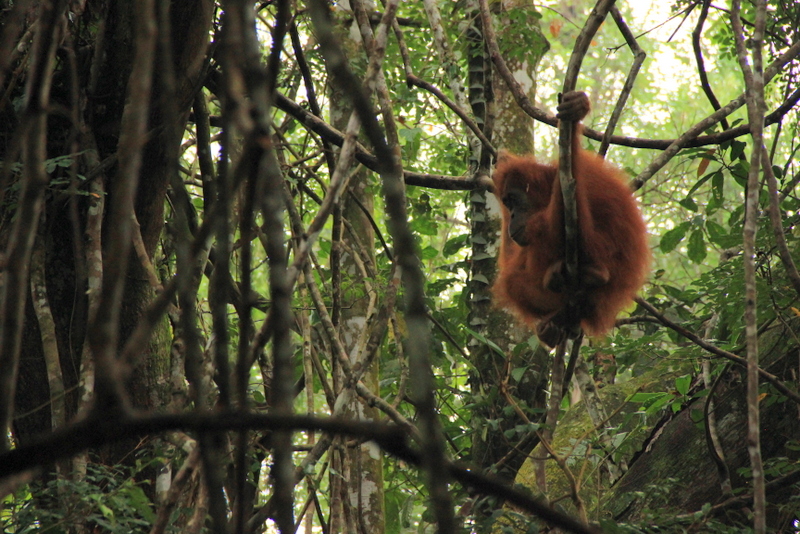 Bukit Lawang Sumatra Orang Utans 15