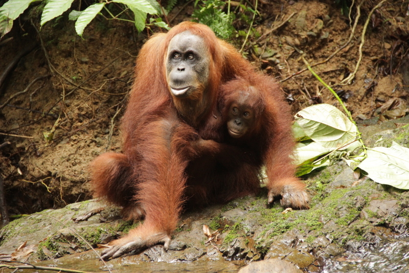 Bukit Lawang Sumatra Orang Utans 4