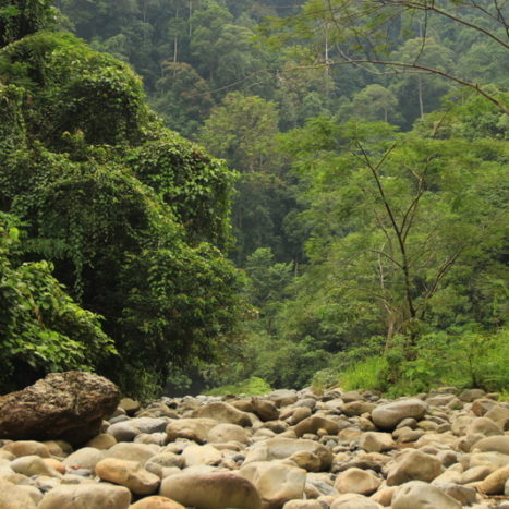 Bukit Lawang in Nord-Sumatra und die letzten, wilden Orang Utans