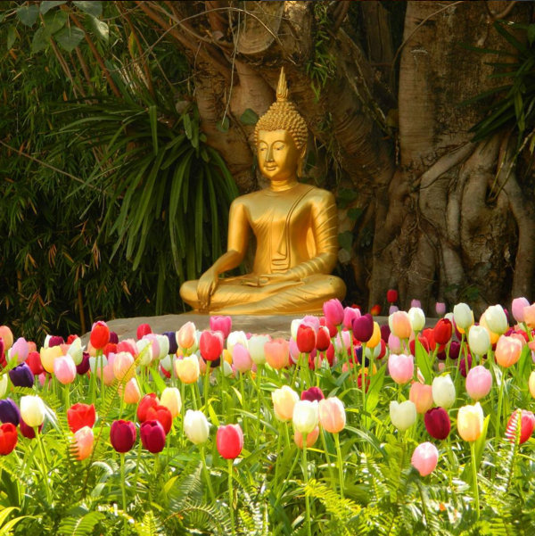 Chiang-Mai-Buddha