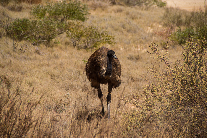 Roadtrip-Westaustralien-Emu
