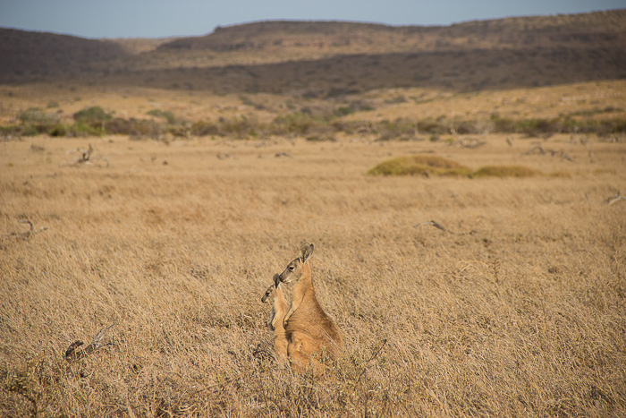 Roadtrip-Westaustralien-Kaenguruhs