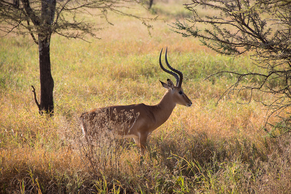 Pink Compass Safari Tansania Antilope