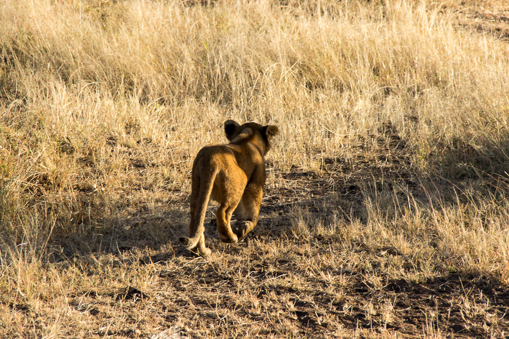 Gadventures Safari Tansania Loewenkind