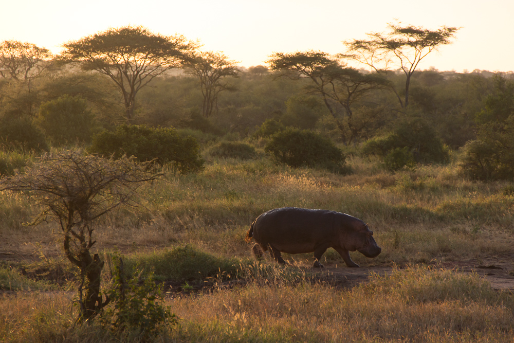 Gadventures Safari Tansania Nilpferd