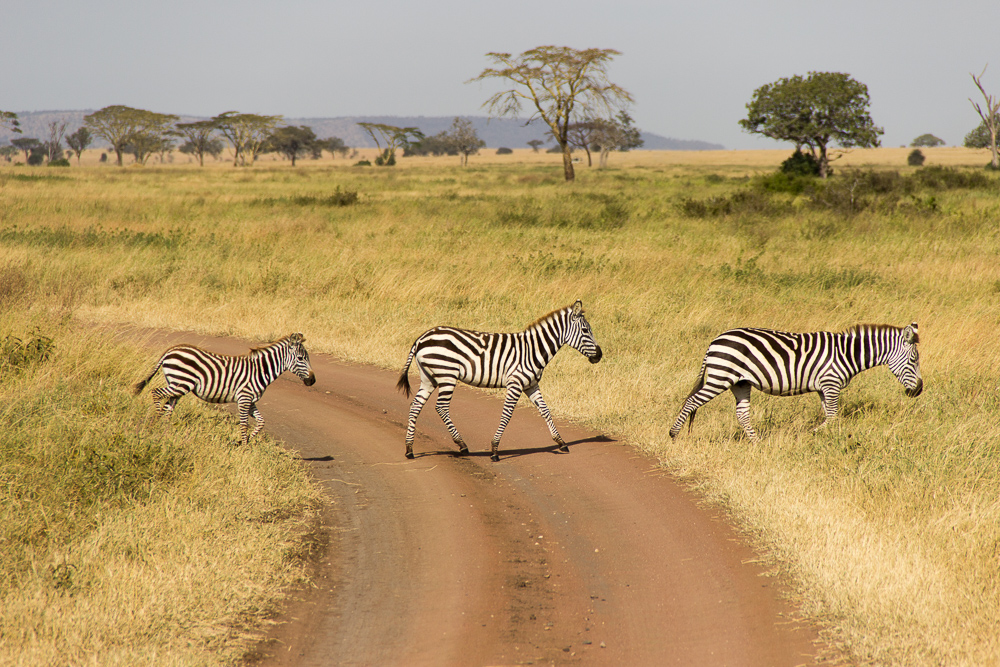 Gadventures Safari Tansania Zebrastreifen
